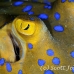 ray_bluespotted_crci_mb_h_0124_png1919.jpg